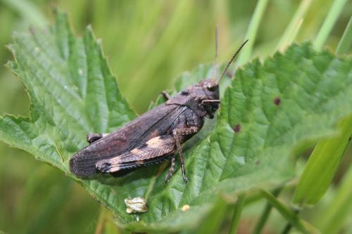 Réf. 239 798 : Psophus stridulus stridulus